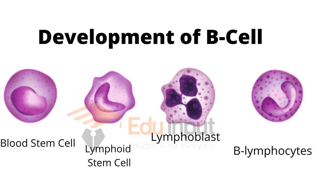 IMAGE SHOWING production of b lymphocytes