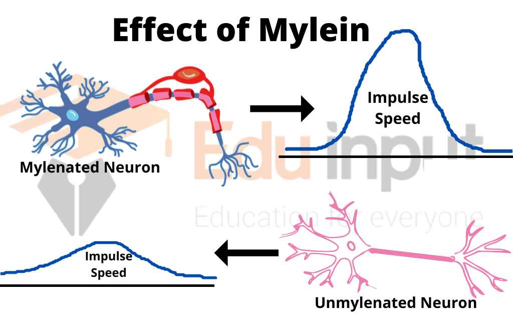 image showing effect of myelin on The Speed Of Nerve Impulse 
