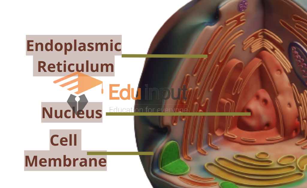 image representing endoplasmic reticulum in animal cell