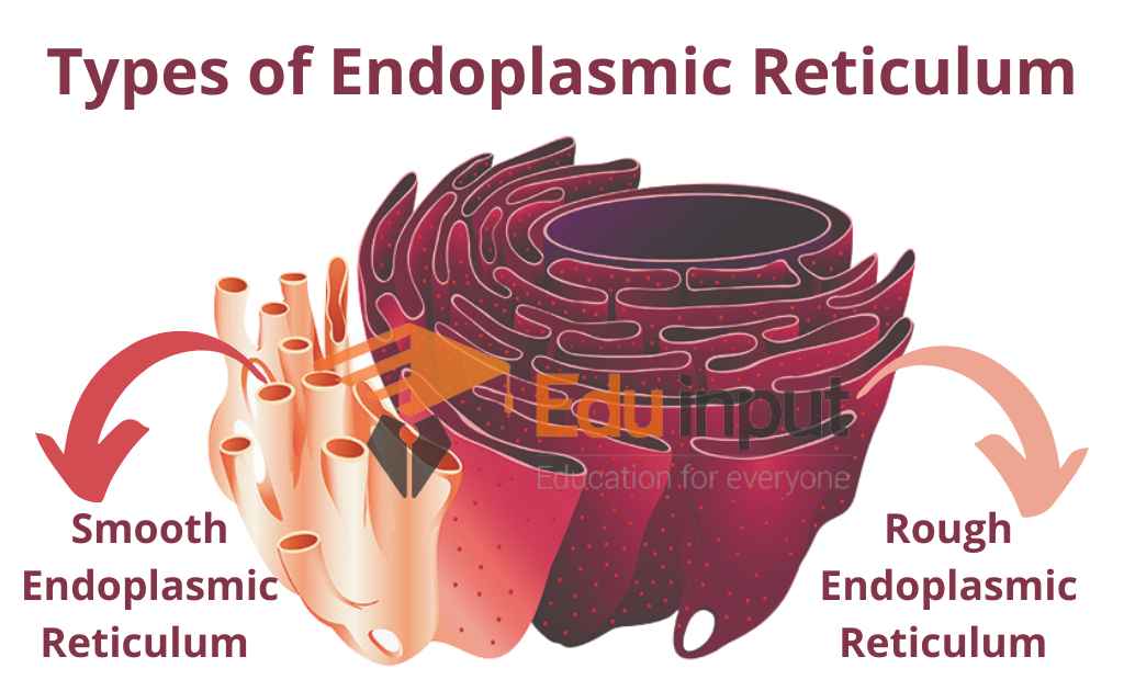 image showing types of endoplasmic reticulum