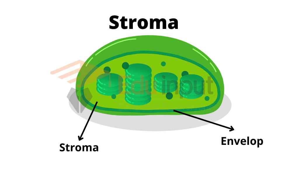 image showing envelop and stroma in chloroplast