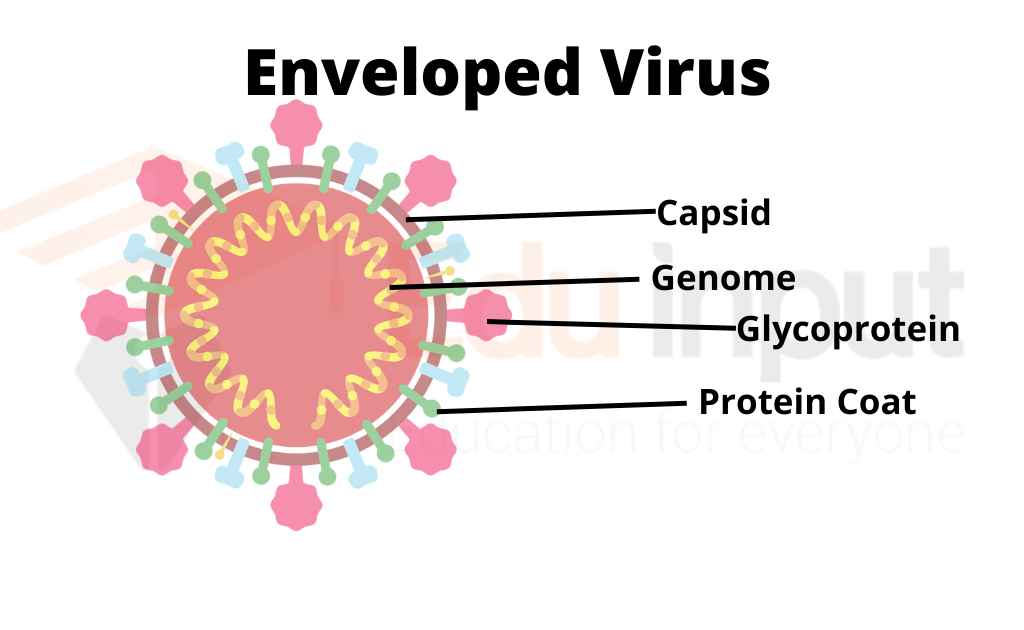 image of an enveloped virus