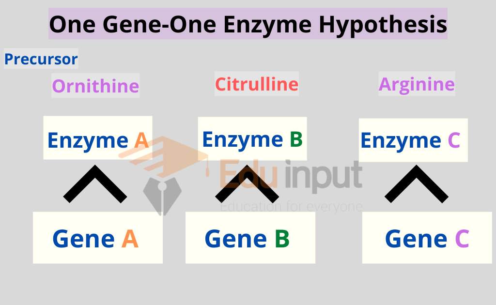 image representing one gene-one enzyme hypothesis