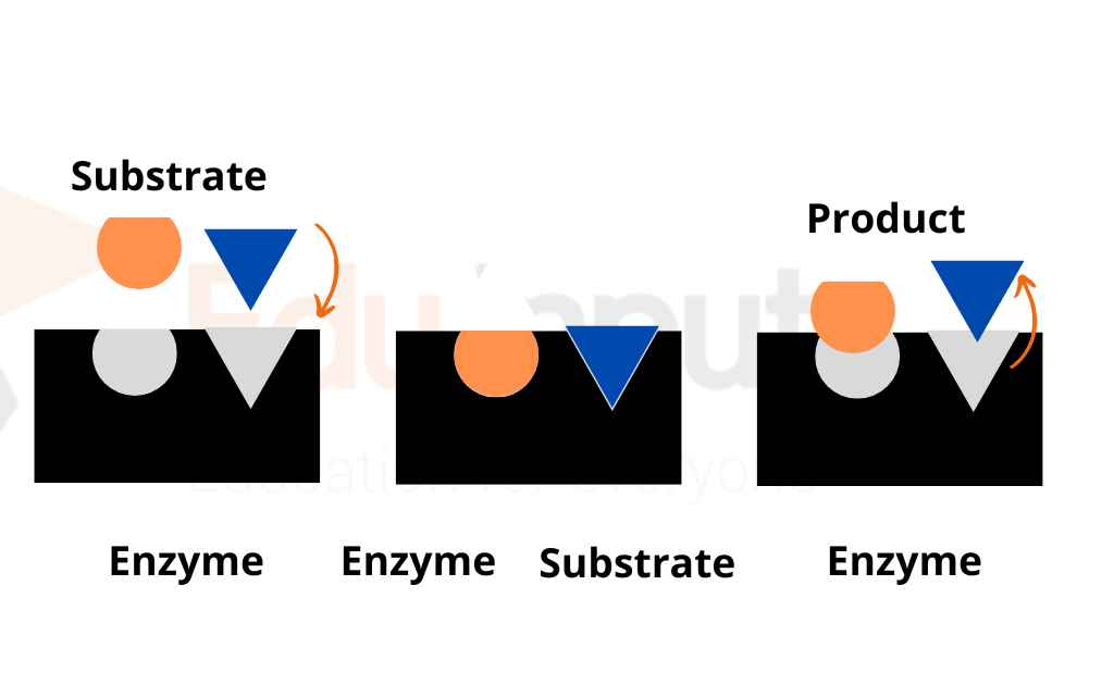 image showing Biological Catalyst-Enzyme