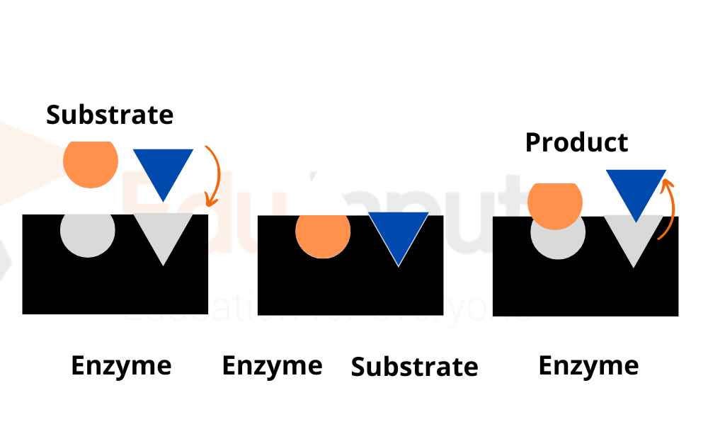 Biological CatalystEnzyme Nomenclature of Enzyme