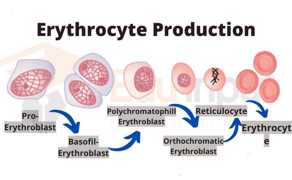 Image showing steps of erythrocytes production