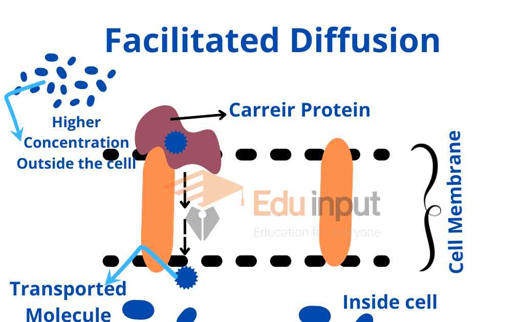 image showing the process of facilitated diffusion