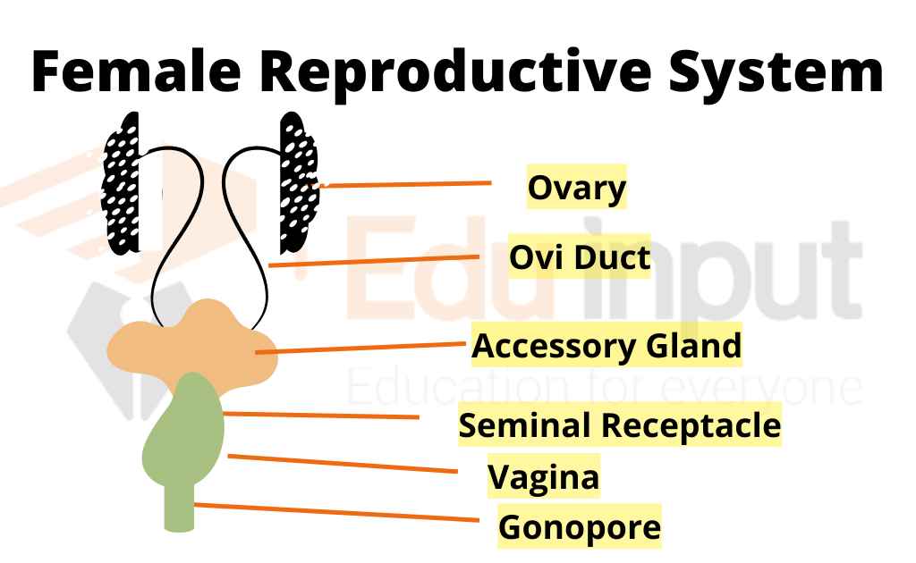 Image showing reproductive organ of female (human)