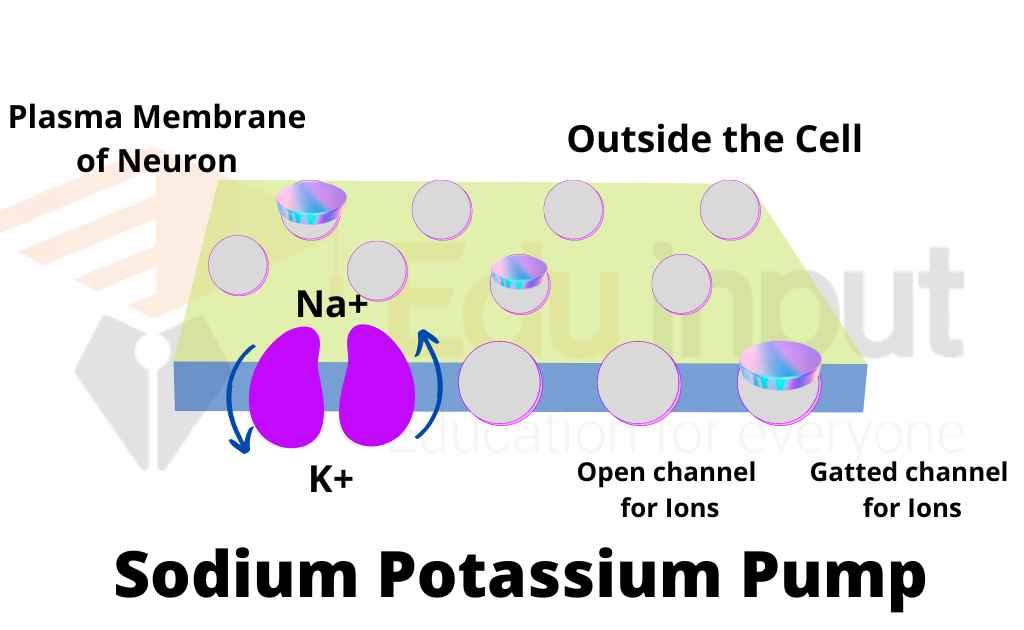 image of sodium-potassium pump