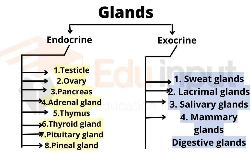 image showing summary of glands types