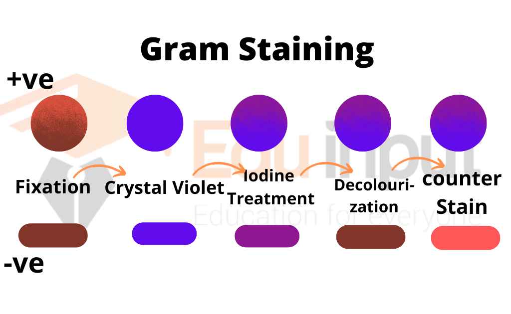 Image showing gram-staining technique