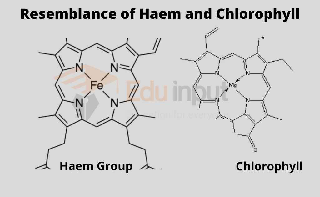 image showing difference in haem and chlorophyll