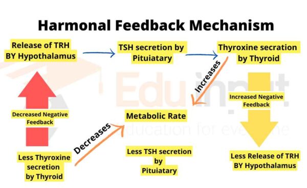 Feedback Mechanism Of Hormones- Positive and Negative Feedback ...