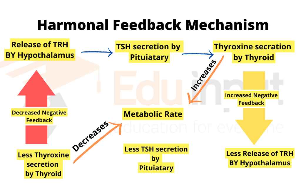 image showing hormonal feedback mechanism