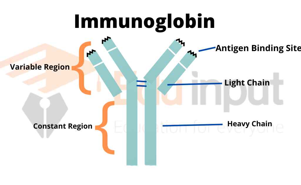 image showing structure of immunoglobin