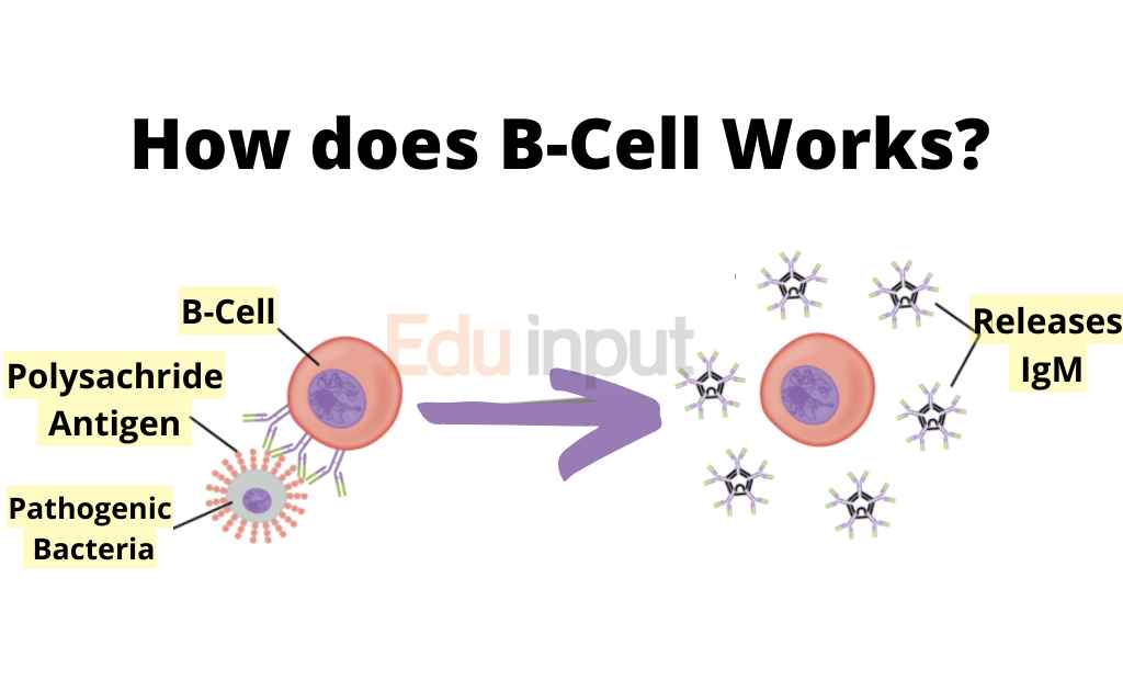 image showing mechanism of action of b cells