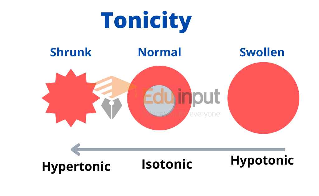 image showing tonicity