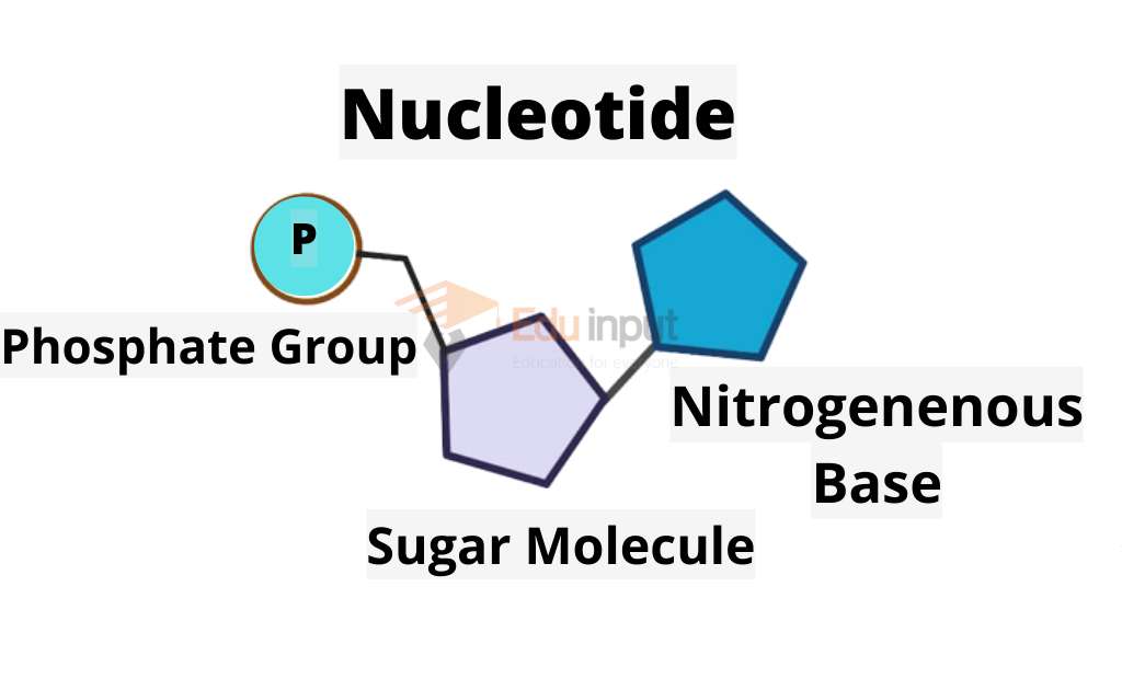 Image showing nucleotide structure