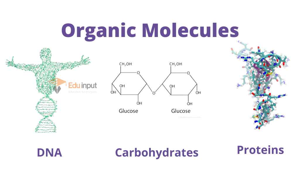 Image showing organic molecule's examples