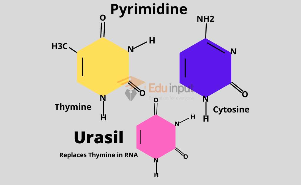 image showing pyrimidine nitrogenous bases