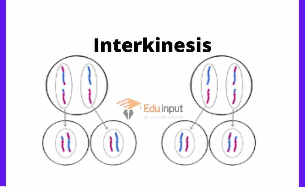Image showing process of interkinesis