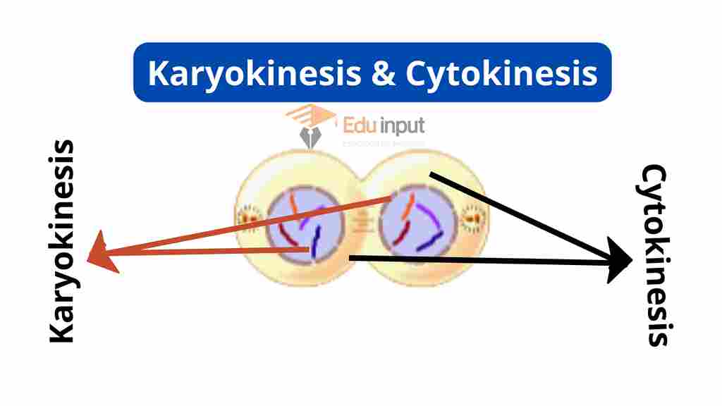 image showing the cytokinesis and karyokinesis
