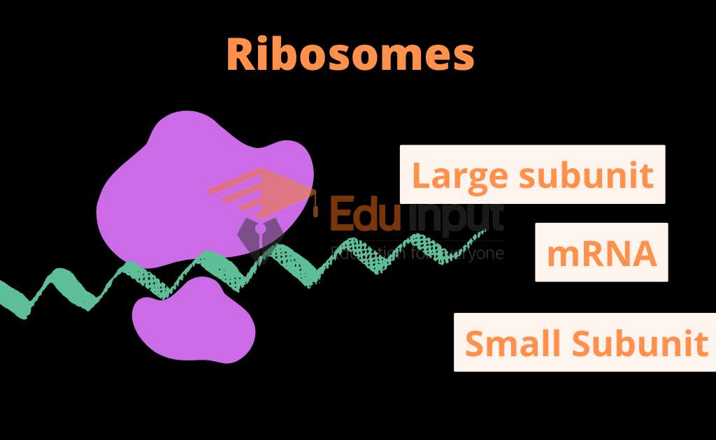 image showing ribosome subunits