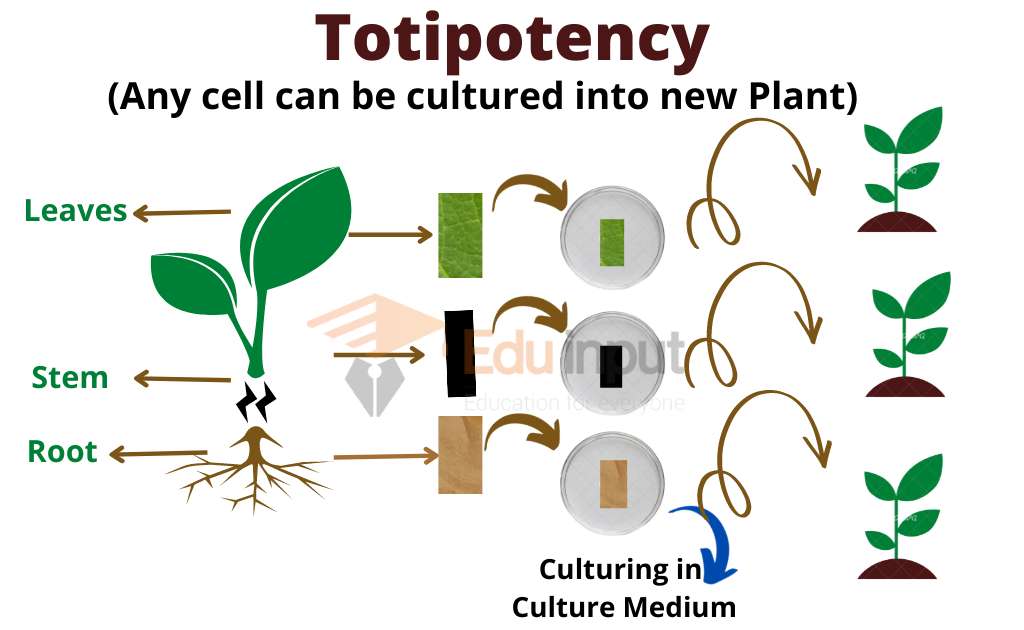 Image showing Totipotency characteristic of Plant