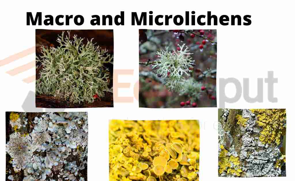 image showing examples of macro-micro lichens