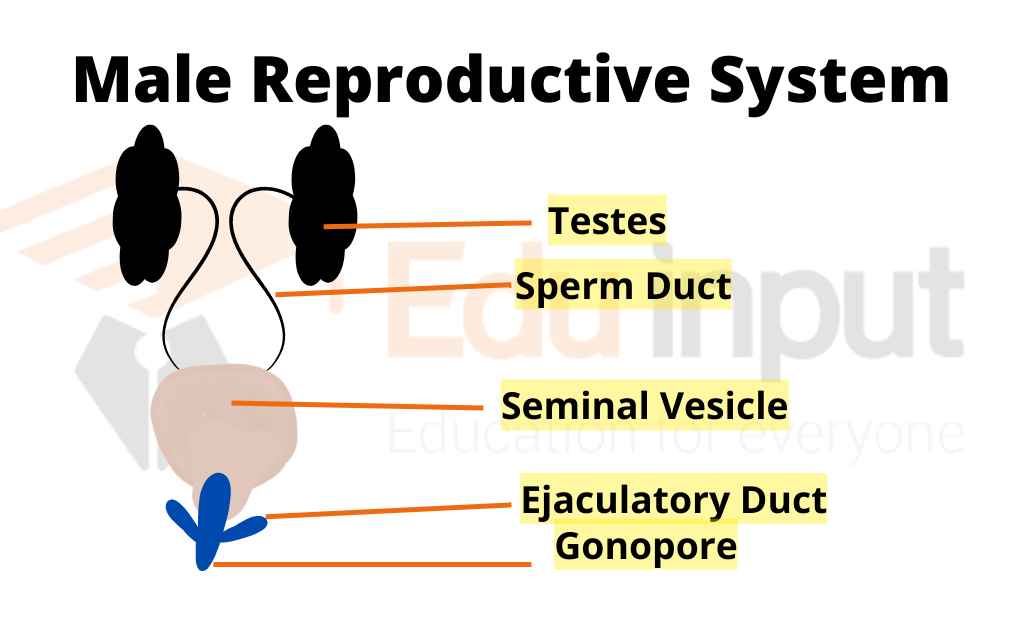Image showing male reproductive organ (human)