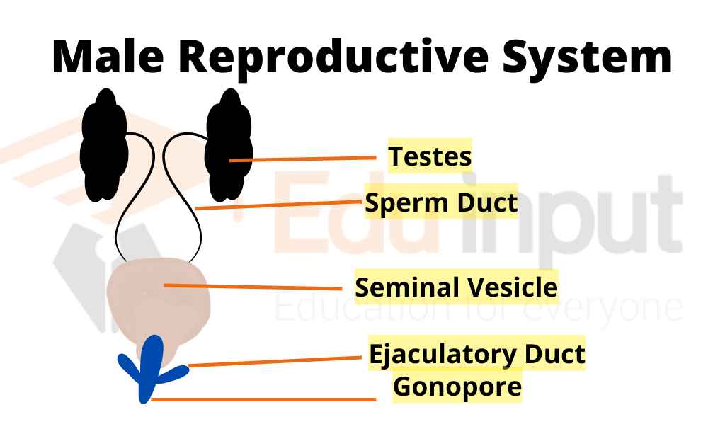 comparison-of-male-and-female-reproductive-system-of-humans