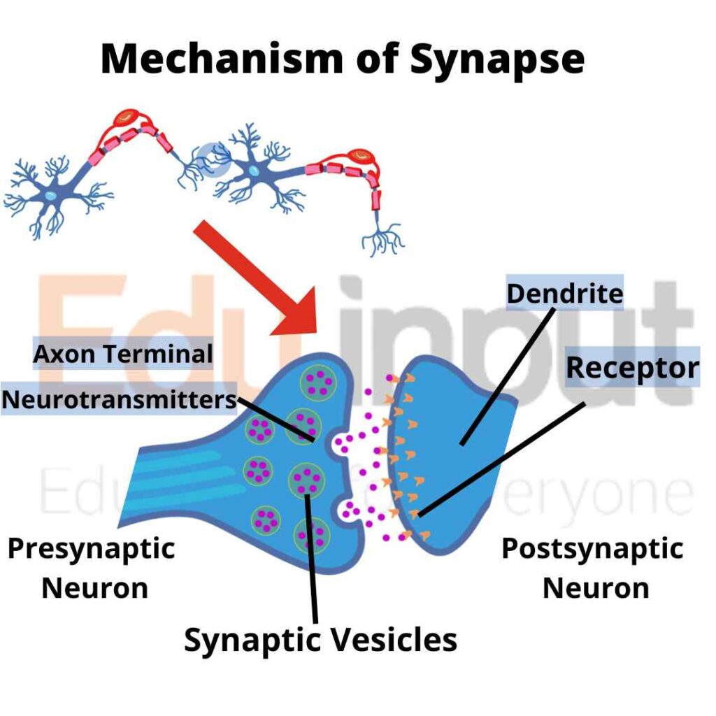 image showing axon dendrite synapse