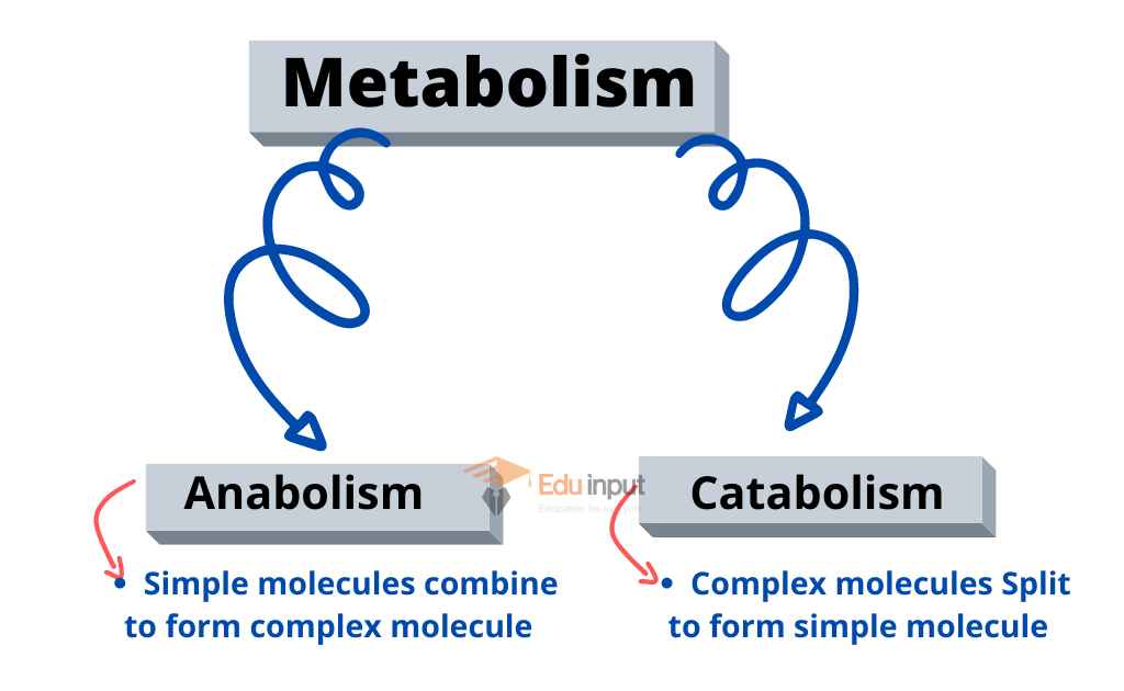 image representing types of metabolism