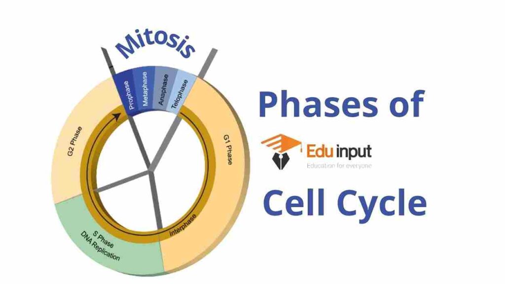 image showing phases of cell cycle