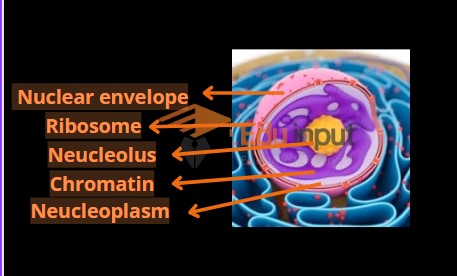 Image showing nuclear envelope