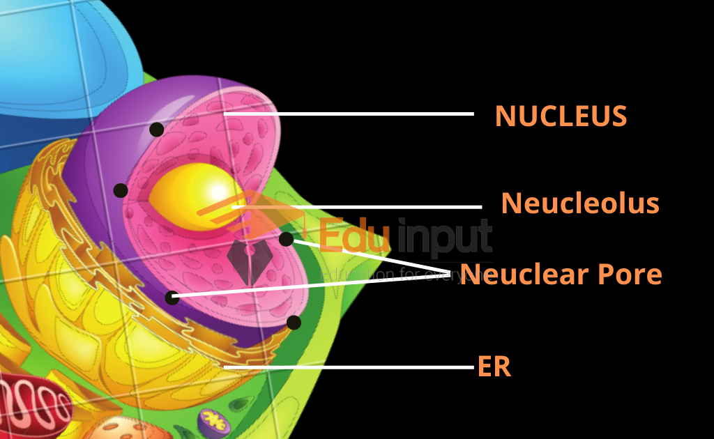 image showing the nuclear pore