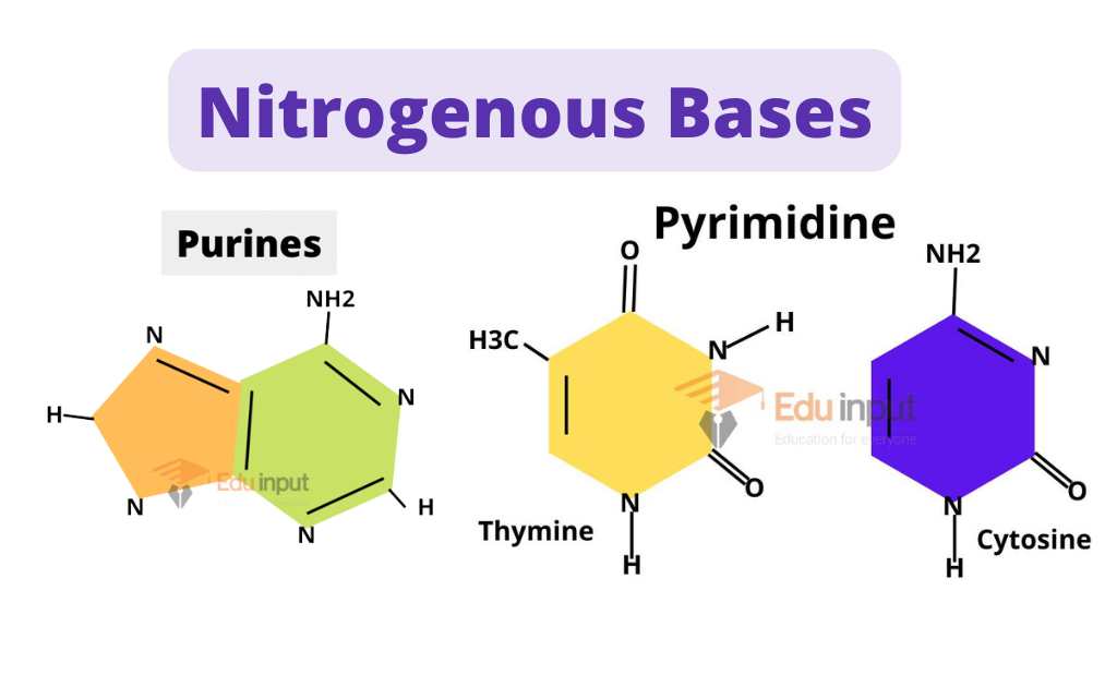 image showing nitrogenous bases purines and pyrimidines