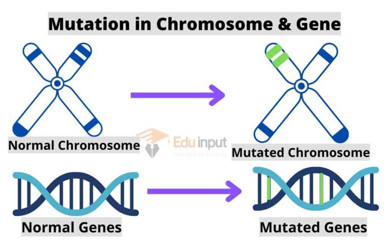 Mutations- Definition, Types, and Examples