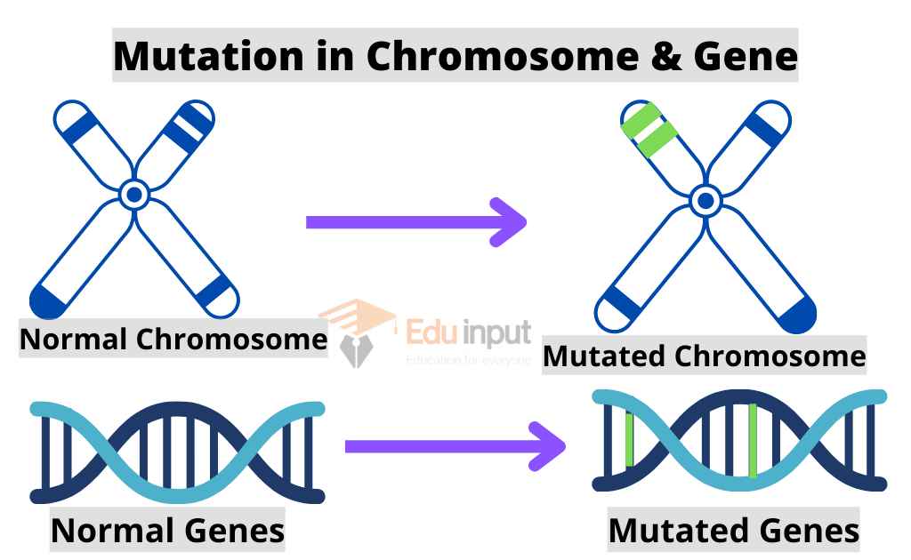 image showing mutation in chromosome and genes