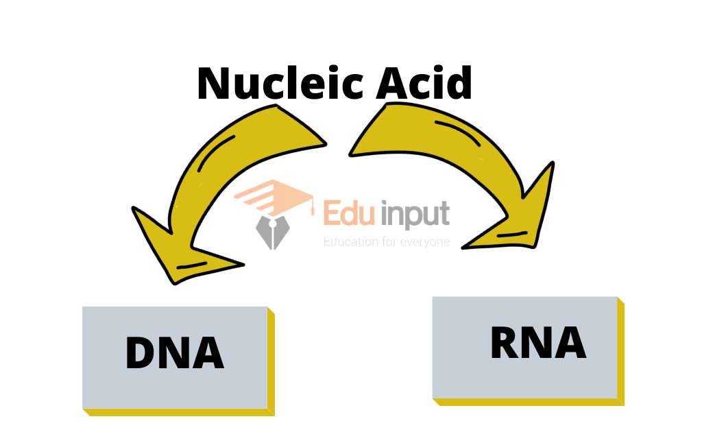 Image showing types of nucleic acid
