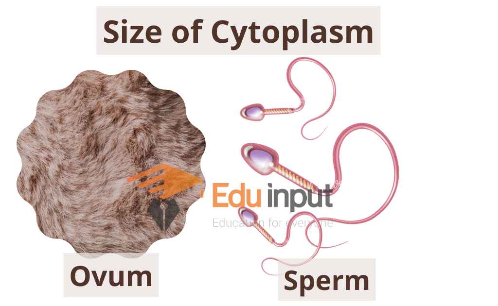 image showing cytoplasm of ovum and sperm comparatively