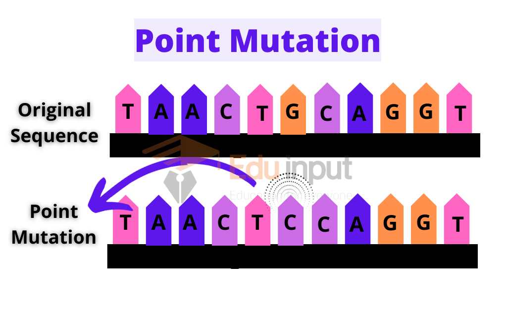 image showing point mutation in chromosome