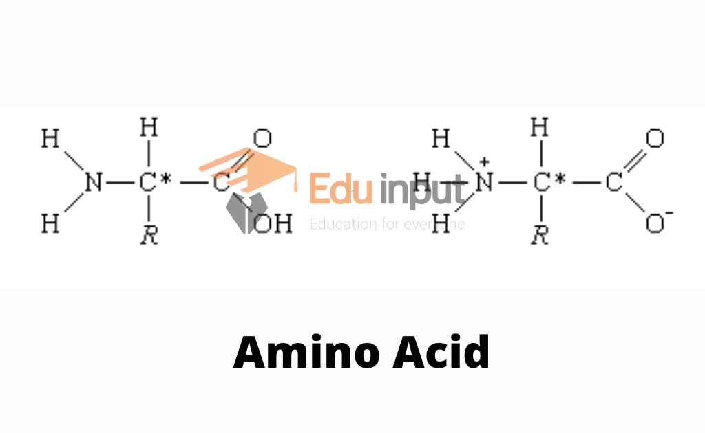 image shoeing chemical formula of amino acids