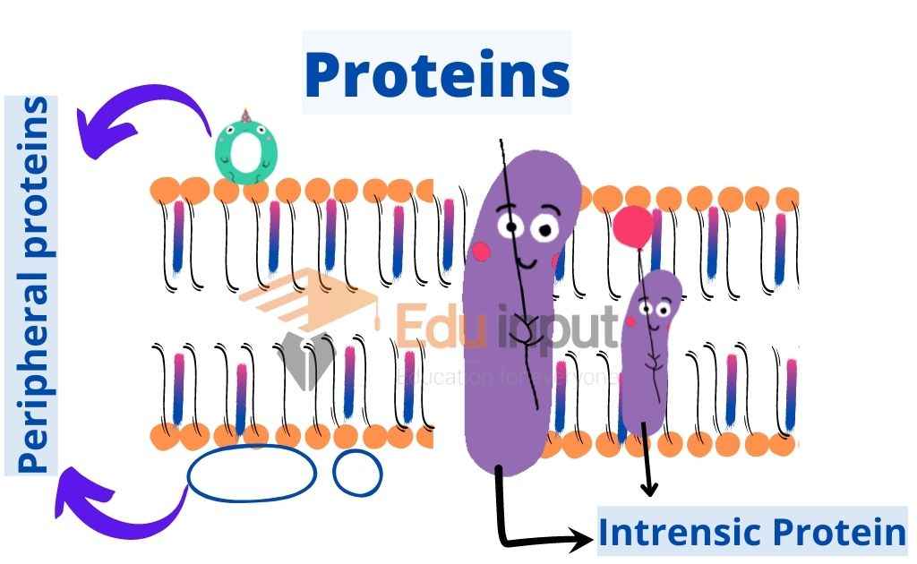 image showing proteins in membrane