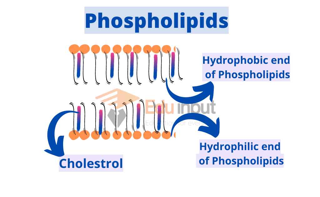 Image showing two ends of phospholipids in membrane