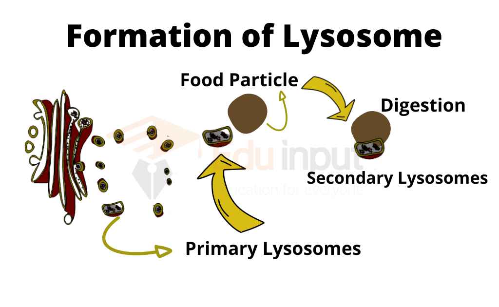 image showing the formation of lysosome
