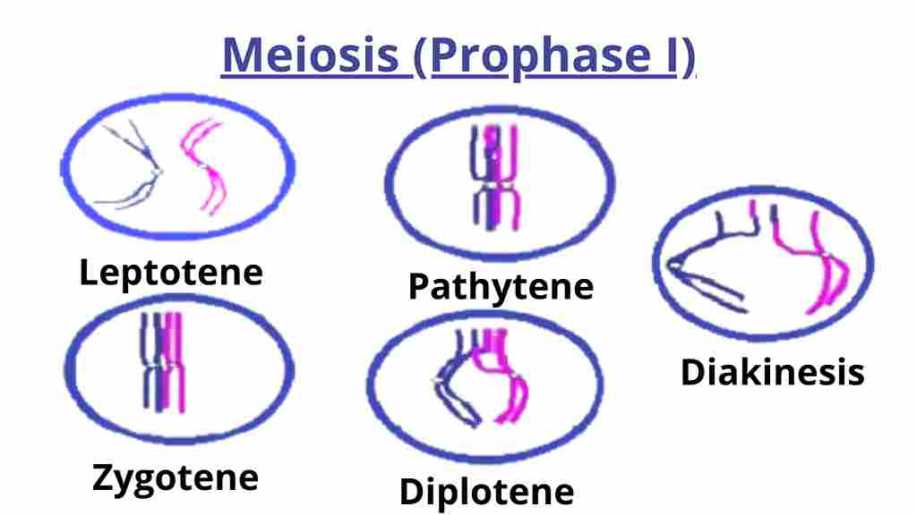 Image showing prophase I stages