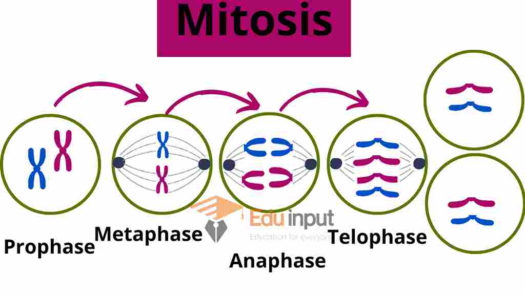 image showing the stages of  mitosis