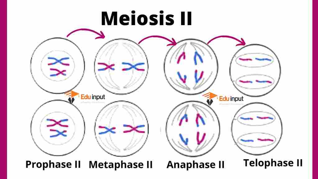 Image showing stages of Meiosis II