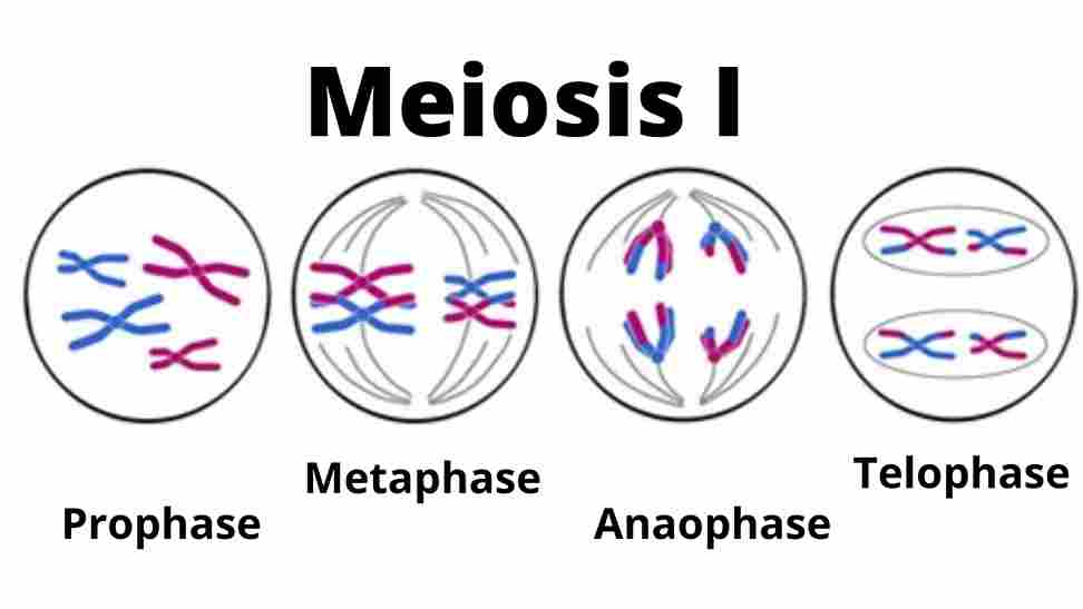 Image showing stages of meiosis I